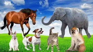 CUTE LITTLE ANIMALS - DOG, CAT, RABBIT, ELEPHANT, COW - ANIMAL SOUNDS