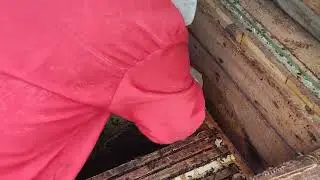 Весеннее расширение гнёзд 2023.