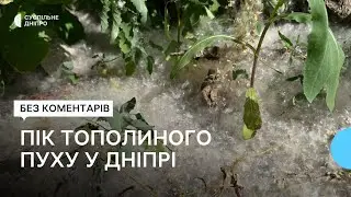 У Дніпрі раніше розпочався сезон тополиного пуху