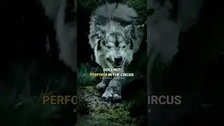 Wolf Attitude 🔥 WOLF motivation 💪 Lion vs wolf #shorts #viral #motivation