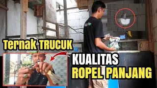 Baru di masukan 2 hari langsung bikin sarang || TERNAK TRUCUK part#2