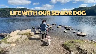 Life with our Senior Dog & Testing Camp Recipes (Chicken on Fire Wood & Venison Apple Risotto)