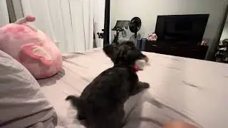 3 month old Miniature Australian Shepherd plays with Morkie