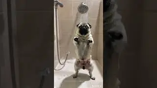 Pug Dancing in the Shower!