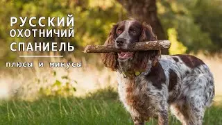 РУССКИЙ ОХОТНИЧИЙ СПАНИЕЛЬ. Плюсы и минусы RUSSIAN HUNTING SPANIEL