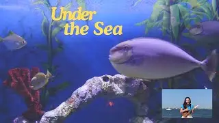 Under the Sea -- Fun, Soothing, & Educational Music for Babies, Toddlers, and Kids!