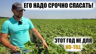 Фунгициды на подсолнечник? No-till отсасывает Николаев в пробках. Уборка зерновых 2021 перерыв.