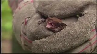 Illinois Department of Public Health issues warning regarding animals with rabies