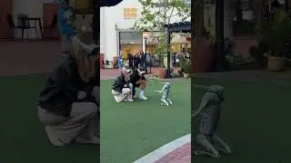 Walking a Dog in 2024