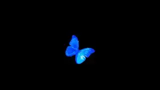 shvde live production / 08-01-24