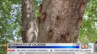 Urbana landscaper shares tree care tips for cicada aftermath