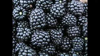 Blackberries 101 - Selecting & Storing Blackberries