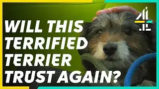 This Nervous Terrier Needs a New HOME | The Dog House