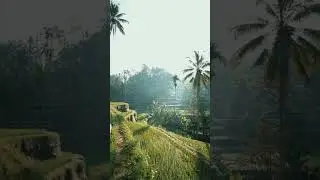 Sony 24mm f1.4 GM footage in Rice Field Terrace Bali