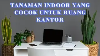 Tanaman Indoor Yang Cocok Untuk Ruang Kantor