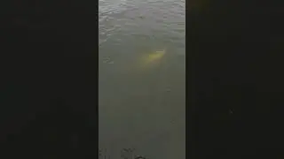 ❗️Лучшая приманка для щуки осенью на мелководье.👍👍👍