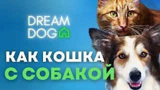 Подружить с кошкой 🐶 Как отучить собаку гонять, нападать на кота 🐕 Приучить щенка к кошке, котенку 🐩