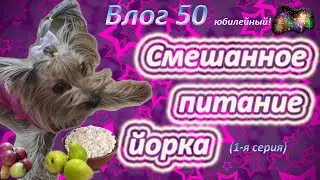 Смешанное питание йорка. Корм и натуралка. Переход на натуральную еду.