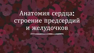 Анатомия сердца: правое предсердие и левое предсердие, правый желудочек и левый желудочек, ушки