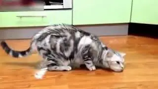 FUNNY DOG FANGS 3