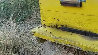 Кавквзская серая горная пчела