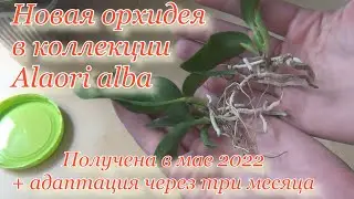 Новая орхидея почтой Laelia Alaori Alba. Распаковка, обзор, посадка и субстрат. Она через 3 месяца