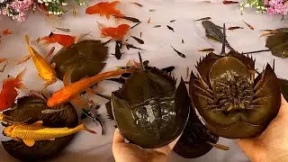 Catfish Tiger Barb Goldfish Horseshoe Crab Halfmoon Betta Fish Pleco Koi Carp Cute animals Videos