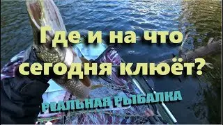 Где и на что сегодня клюёт? Реальная рыбалка на Саяно-Шушенском водохранилище