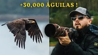 Vale la pena ir a Alaska en Crucero a fotografiar Vida Salvaje ? 🏔🦅