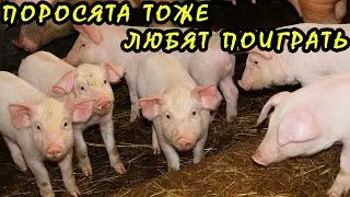 Утром иду в сарай, а там меня радостно встречают ПОРОСЯЧЬИ ПЯТАЧКИ.🐷 Свиноводство на Алтае это ТЕМА🐖