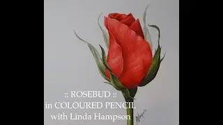 Full length tutorial of 'Rosebud' Botanical Coloured Pencil Drawing with Linda Hampson