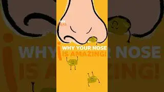 Why your NOSE is amazing! #Nose #Anatomy #BBCIdeas