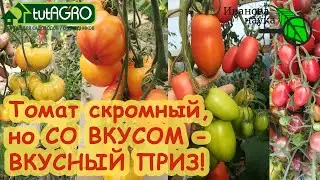НЕКОТОРЫЕ ЛЮБЯТ... ПОВКУСНЕЕ! Томат ВКУСНЫЙ ПРИЗ: прошу любить и жаловать. Все о сорте томата.