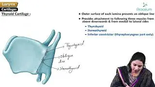 Larynx ( Part 1 ) : Head and neck Anatomy : MBBS Lecture