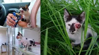 This couple rescued a motherless kitten with a rotten eye || FSC Family