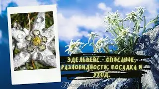 Эдельвейс - описание, разновидности, посадка и уход.