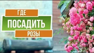 Где посадить розы 🌹 Советы от garden zoo