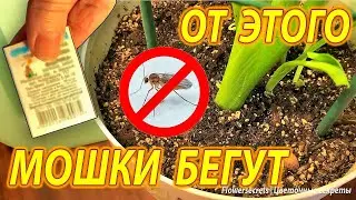Я в Шоке! Как я легко изгнала мошек из своих комнатных растений!  How I banished gnats from plants!