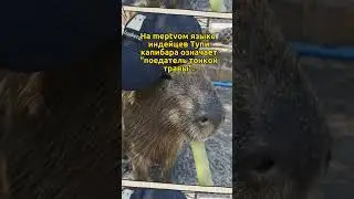 Самое дружелюбное животное  в мире! 
