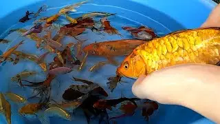 Ryukin Telescope Goldfish Halfmoon Betta Fish Cute Baby Koi Carp Rosy Barb Bala Shark Animals Videos