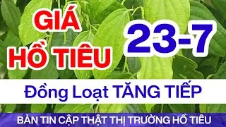 Giá tiêu hôm nay ngày 23/7/2024 chờ thêm tín hiệu