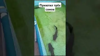 Сом африканский.