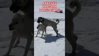 #anadoluaslanı