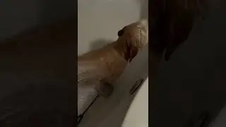 ДУШ ДЛЯ ПЁСИКА В ЖАРУ🚿🐶☀️