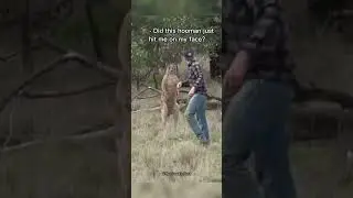 Offended kangaroo after the punch💀 #shorts #youtubeshorts