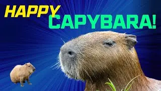 Happy Capybara Song