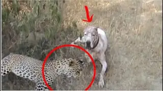 Bully Kutta  - Dog breeds that can fight off  a leopard (Part 1)