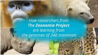 How researchers from the Zoonomia project are learning from the genomes of 240 mammals