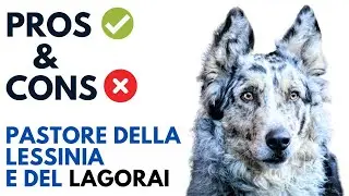 Lessinia and Lagorai Shepherd Pros and Cons | Pastore della Lessinia e del Lagorai Dog