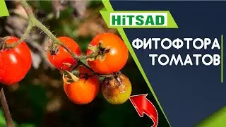 Как вылечить фитофтору на томатах 🍅 100% способ ✔️ Спасаем помидоры от фитофтороза